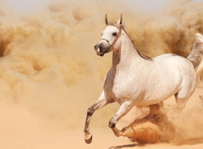 Wallpaper horse, 8k, Animals 378444916